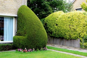 Bijzondere Taxus baccata  