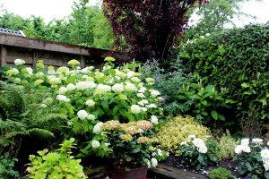 hortensia's in bloei  