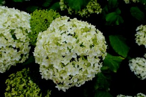 bloem hortensia  