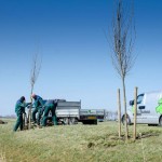 Bomen planten