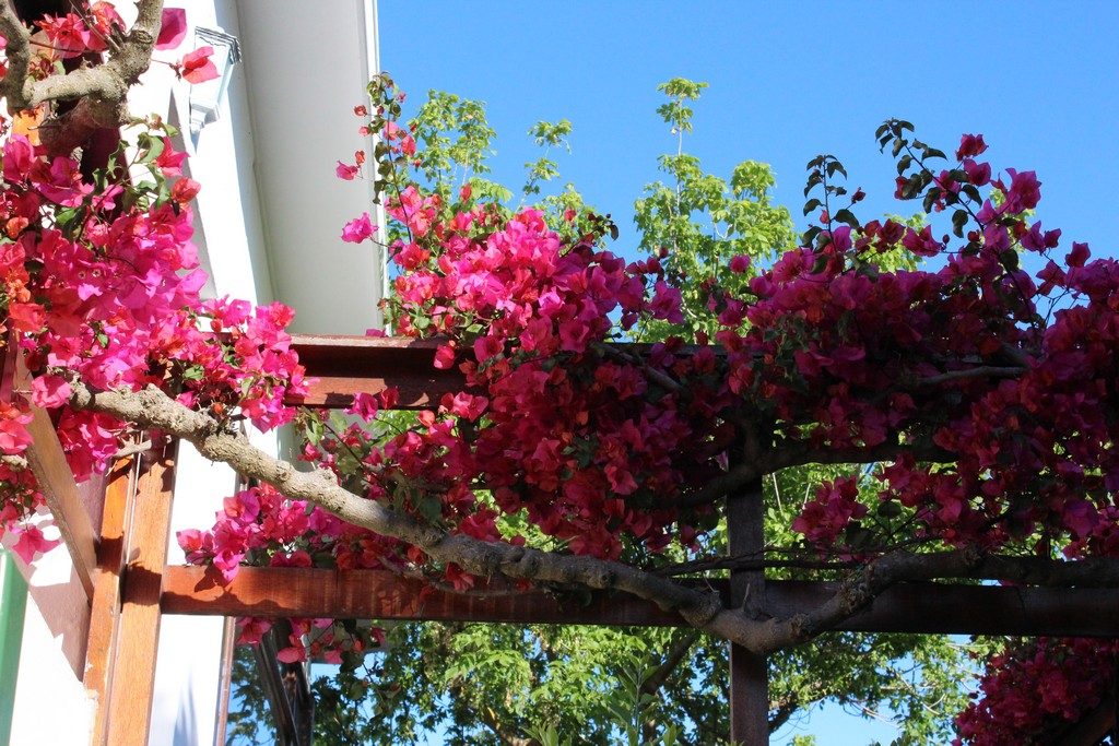 afbeelding bij bougainvillea zuid-afrika