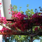 bougainvillea zuid-afrika