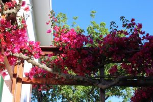 afbeelding bij bougainvillea zuid-afrika
