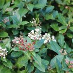 Viburnum tinus 1