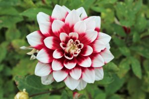 dahlia
