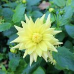 gele dahlia’s