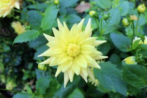 gele dahlia's