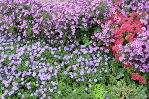 bloeiende herfsttuin - herfstasters