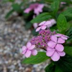 hortensia roze