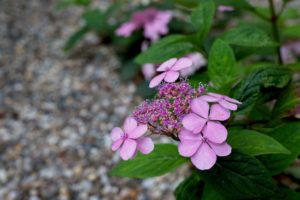 hortensia in grind in natuurlijke tuin