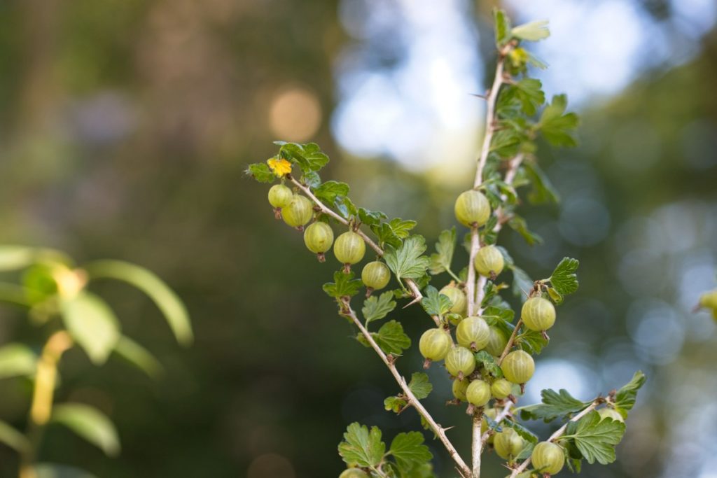 kruisbes in natuurlijke tuin