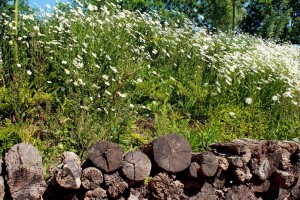 bloemenmengsel wilde margrieten