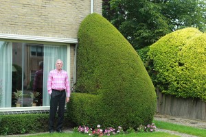 Trots op oude Taxus baccata