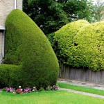 Oude Taxus baccata het hoekje om