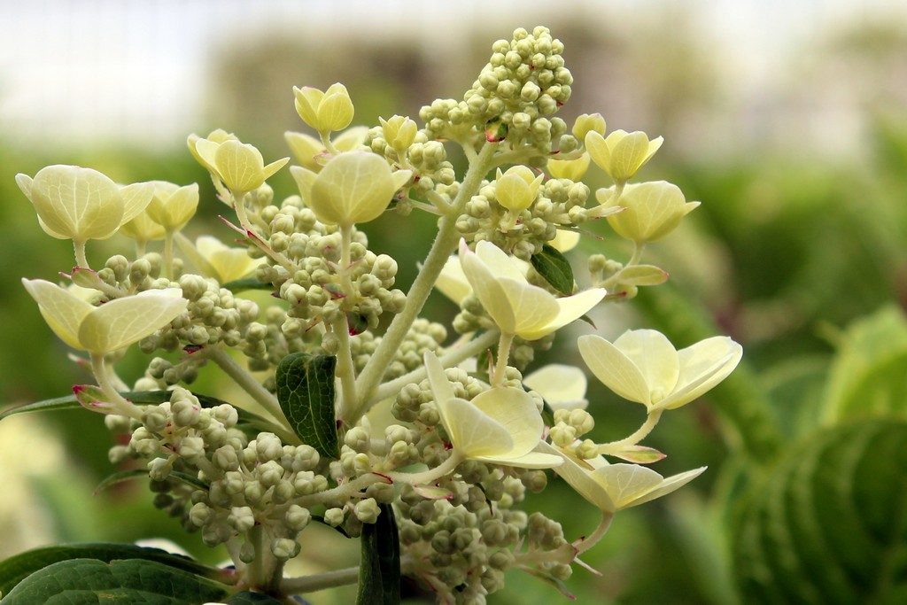 Hydrangea paniculata