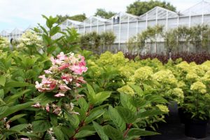 Enorm assortiment beplanting bij GreenSales Balk