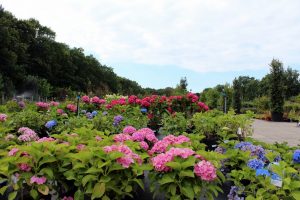 kortingsbon beplanting