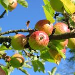 appelboom