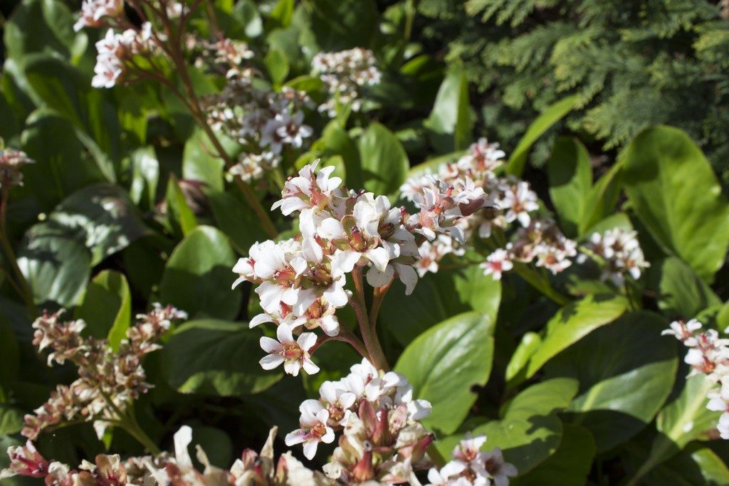 bergenia bressingham white mooie bodembedekker