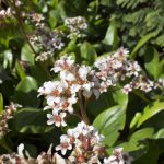 Bergenia cordifolia “bressingham white”