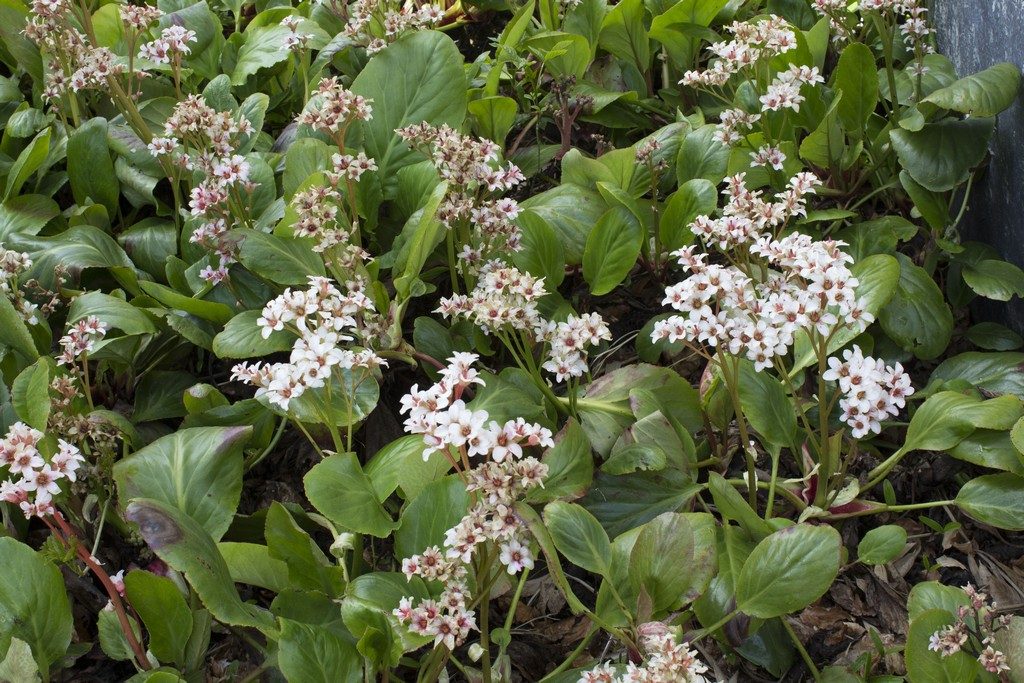 bergenia bressingham white, dankbare voorjaarsbloeier