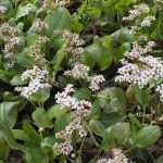 bergenia bressingham white 5