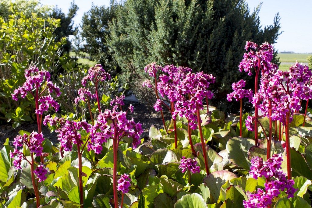 bergenia cordifolia, een van de vele cultivars