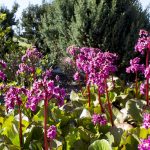 bergenia roze