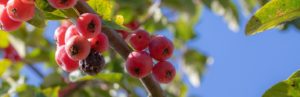 afbeelding bij bessen aan boom