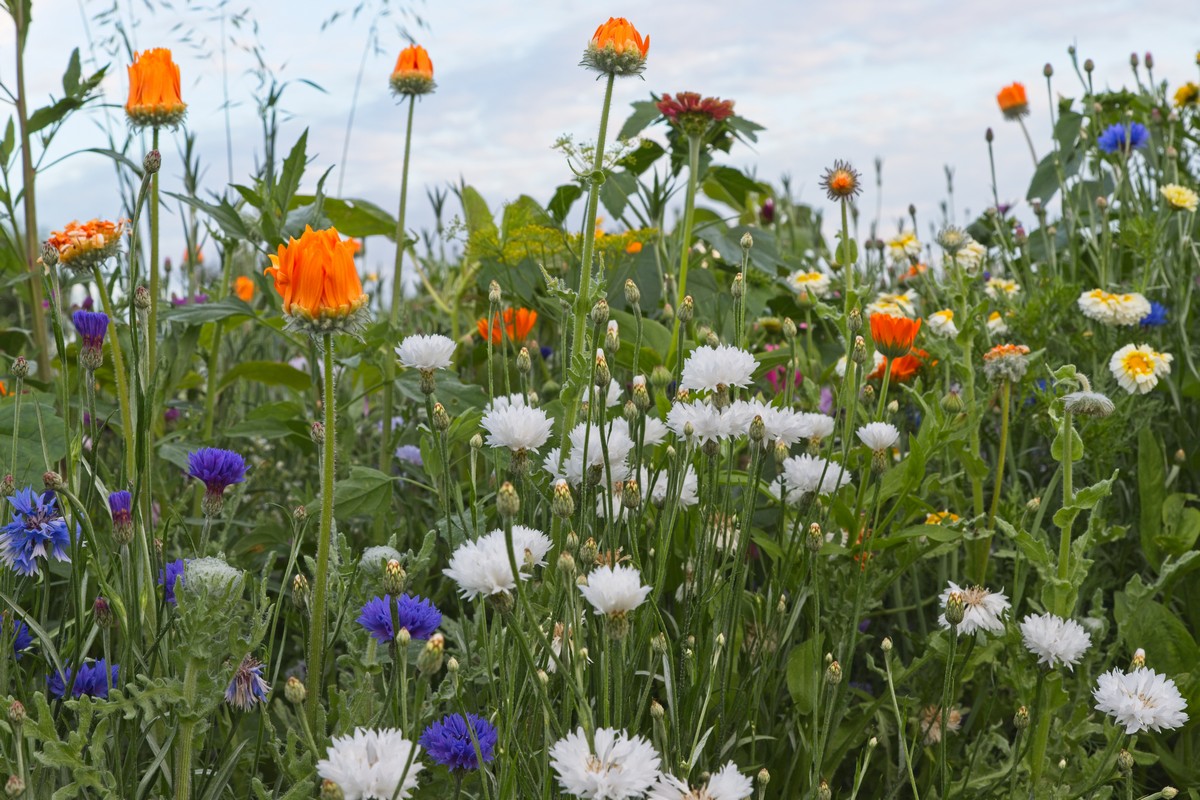 Harmonie In Woerdense Tuinen