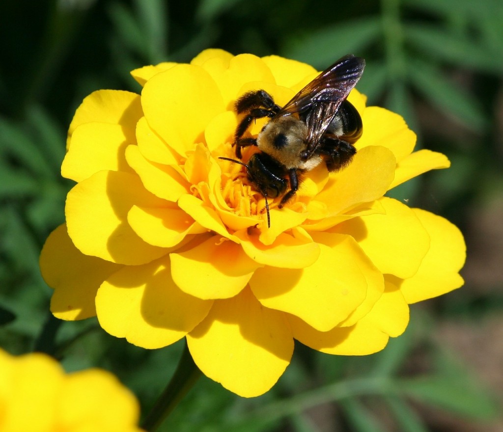 bloementuin lokt bijen