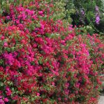 bougainvillea