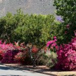 bougainvillea 2