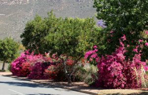 afbeelding bij betoverdende bougainvillea