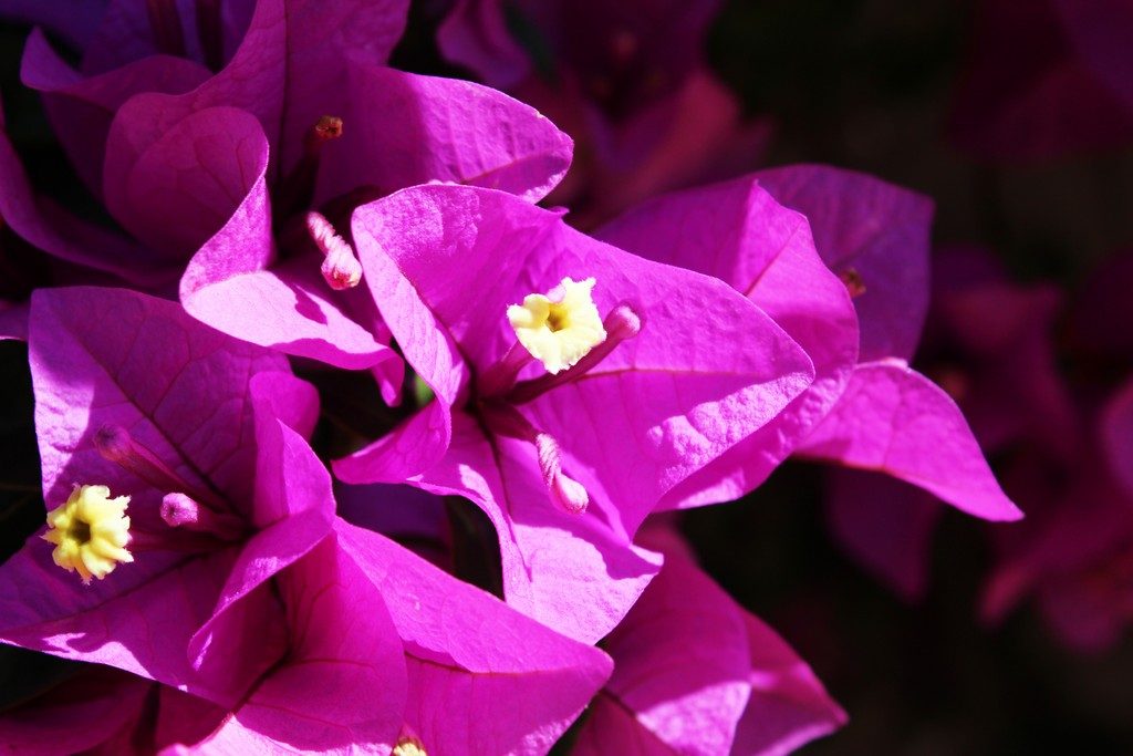 afbeelding bij zomertopper bougainvillea