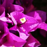 Betoverende Bougainvillea