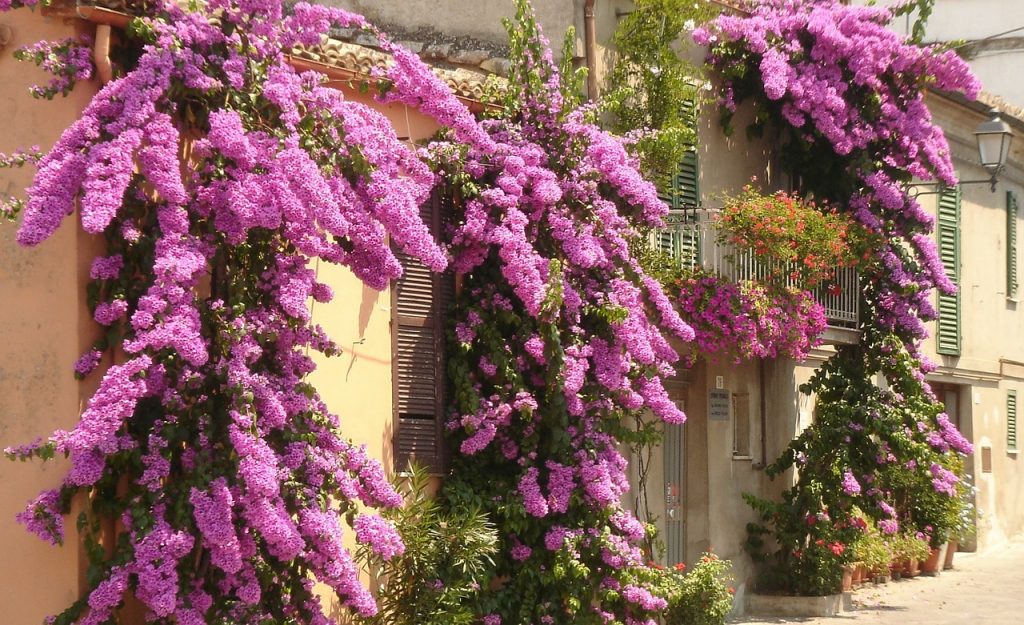 afbeelding bij bougainvillea italie