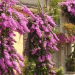 bougainvillea italie
