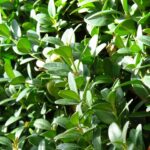 Buxus sempervirens