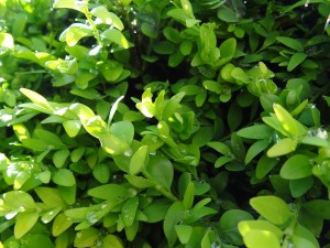 Hou je Buxus gezond met Topbuxus healthmix