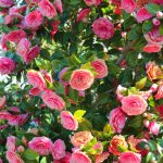 camellia japanse roos 2