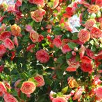 camellia japonica – japanse roos 3