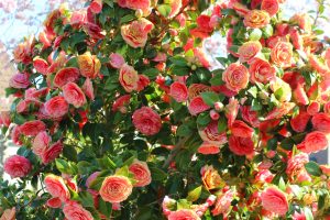 camellia japonica - japanse roos