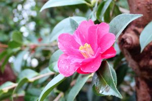 camellia japonica - japanse roos