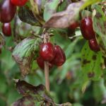 cornus mas – gele kornoelje