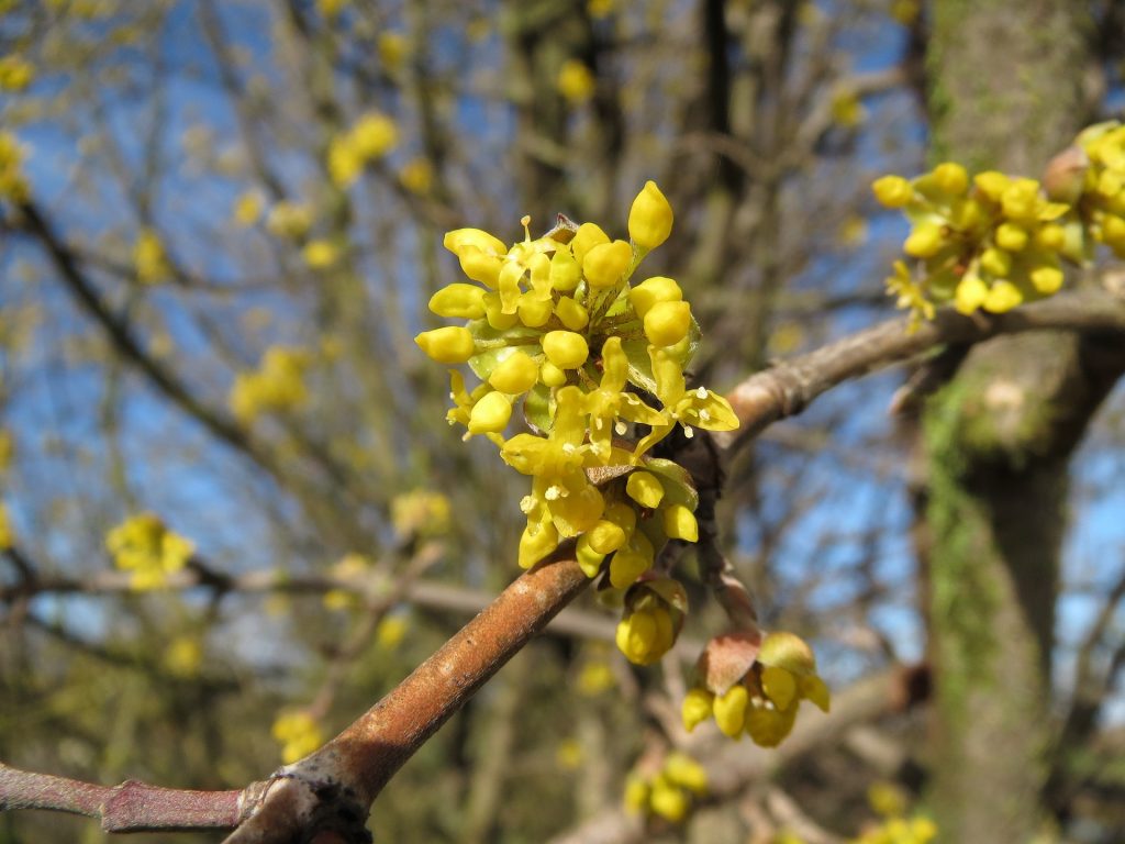 Cornus mas (gele kornoelje) bloeit in de winter