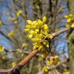 cornus-mas-gele kornoelje 2