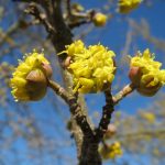 Cornus mas, gele kornoelje