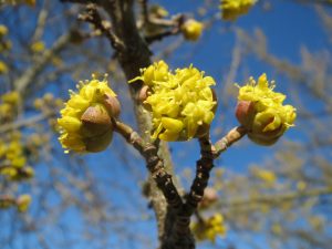 Cornus mas, gele kornoelje