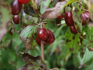 Cornus mas (gele kornoelje) geeft rode vrucht